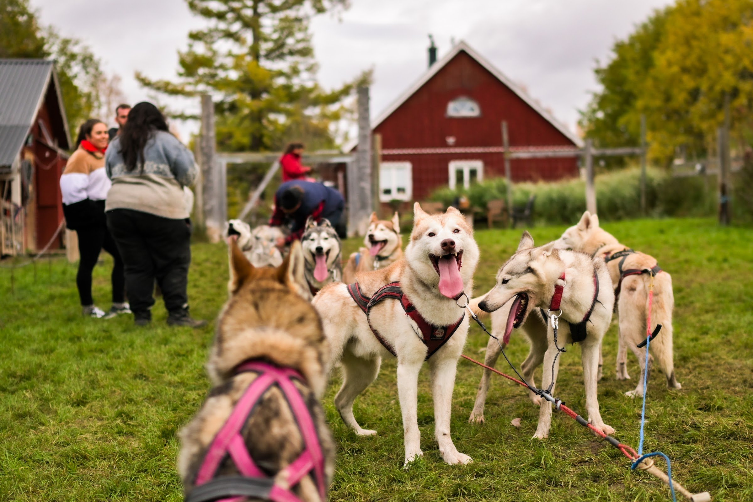 Nordic Husky Farm
